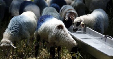 Έβρος: Συναγερμός για κρούσμα αφθώδους πυρετού κοντά στα σύνορα με την Τουρκία