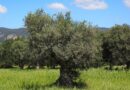 Στο πλευρό των ελαιοπαραγωγών του Παγγαίου εργατικά σωματεία και φορείς της Καβάλας