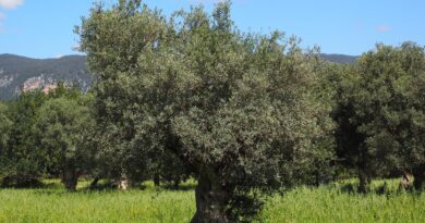Στο πλευρό των ελαιοπαραγωγών του Παγγαίου εργατικά σωματεία και φορείς της Καβάλας