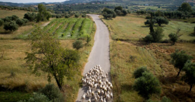 Δράμα: Συνελήφθησαν τέσσερις Βούλγαροι που προσπάθησαν να περάσουν πρόβατα στην Ελλάδα
