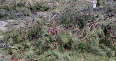 Ο Νησιωτικός Περιβαλλοντολογικός Σύλλογος Θάσου καταγγέλει την κοπή δέντρων στο δάσος των Λιμεναρίων