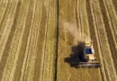Μειώθηκε έως 29% η καλλιέργεια ρυζιού στη Βόρεια Ελλάδα 