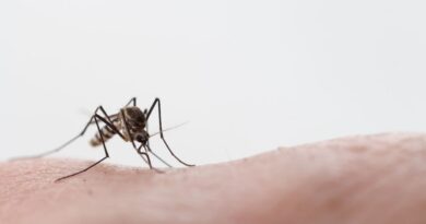 Σε απόγνωση οι κάτοικοι του Δήμου Νέστου από τα κουνούπια – Ερώτηση στη διοίκηση της Περιφερειας ΑΜ-Θ